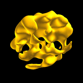 Image: Yale University researchers have developed a new way of seeing inside solid objects. The technique, a novel kind of magnetic resonance imaging (MRI), creates three-dimensional images of hard and soft solids based on signals emitted by their phosphorus content. The image here shows the interior spongy bone of a rabbit femoral head, or the "ball" of the rabbit's hipbone (Photo courtesy of Yale University). Image: Yale University researchers have developed a new way of seeing inside solid objects. The technique, a novel kind of magnetic resonance imaging (MRI), creates three-dimensional images of hard and soft solids based on signals emitted by their phosphorus content. The image here shows the interior spongy bone of a rabbit femoral head, or the "ball" of the rabbit's hipbone (Photo courtesy of Yale University).